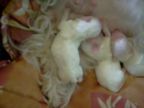 chiots bichons cannelle et sam