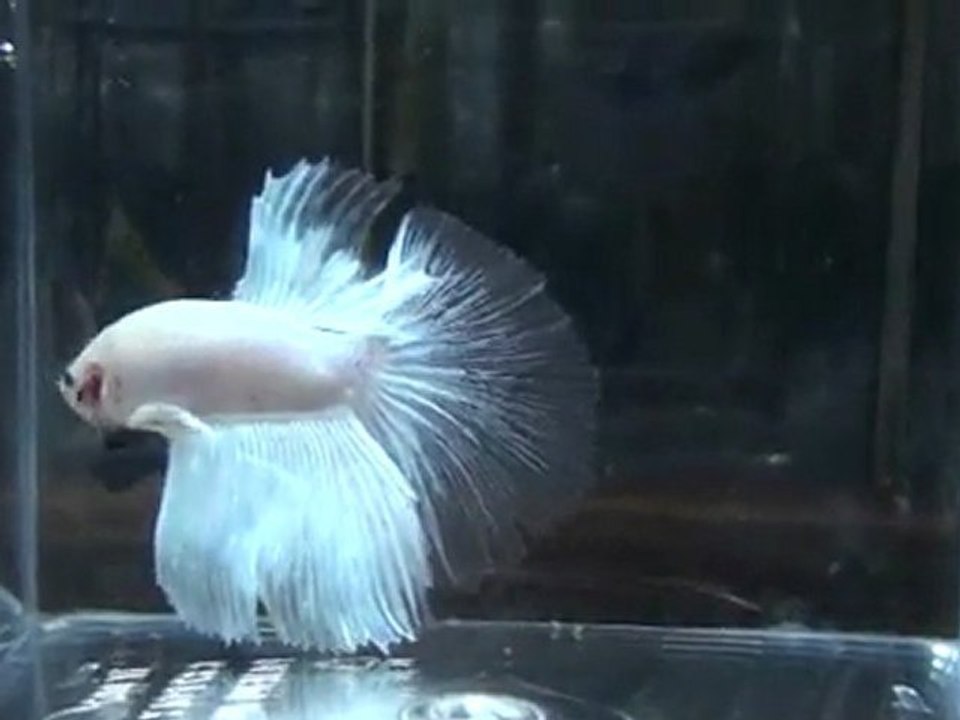 20110505074526