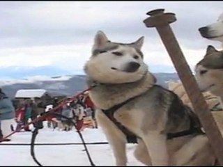 Chiens de traineaux à Sur Lyand - Fête de la Neige