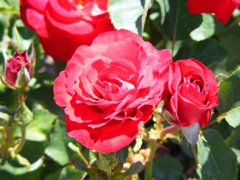 Grup Mavera - Peygamber