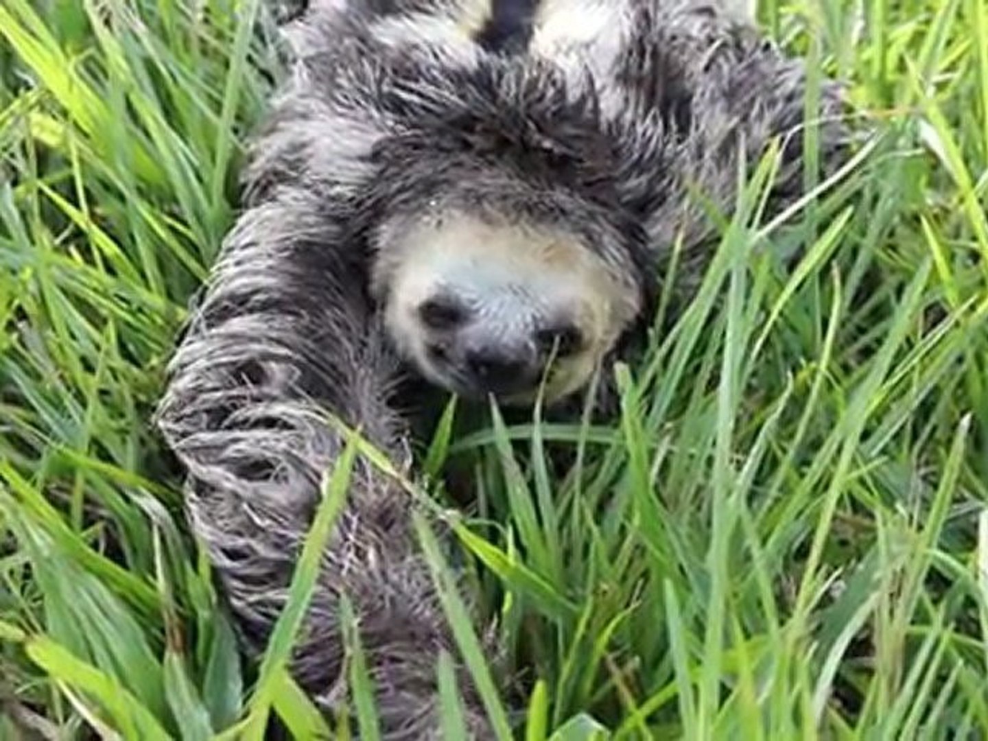 Mouton Paresseux 2 Video Dailymotion dailymotion