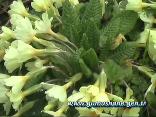 Zigana Dağı Beyaza Büründü