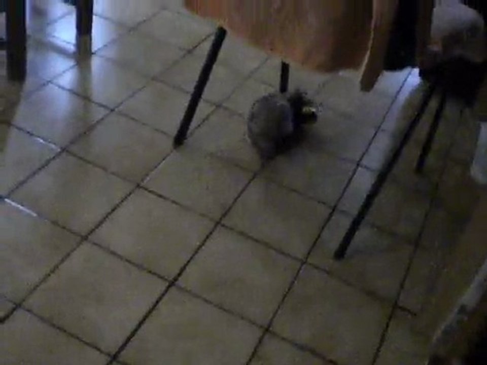 BIBOP et sa balle    (furet à adopter) le 7 avril 2011