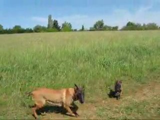 Chiots UNIK / DOGTRA 1ère sortie extérieure