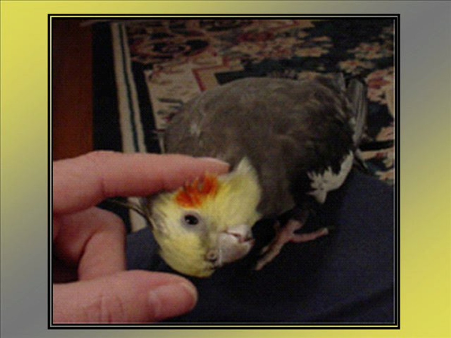 ⁣Cockatiels As Pets - Cockatiel Care Basics For Your Pet Cockatiel