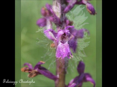 Les orchidées du canton de la Chartre sur le Loir