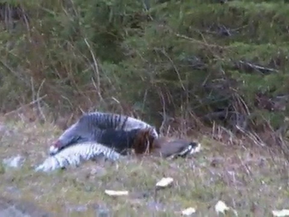 Chasse Dindon 2011