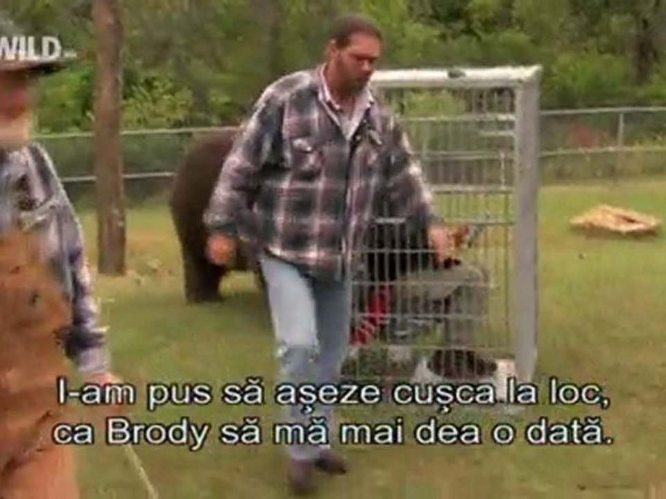 Wild Bears (2)