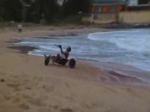 Char à cerf-volant à Cayenne-Montjoly