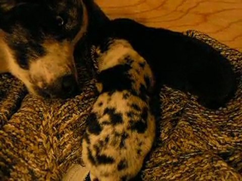 Border collie croisés malamute geant