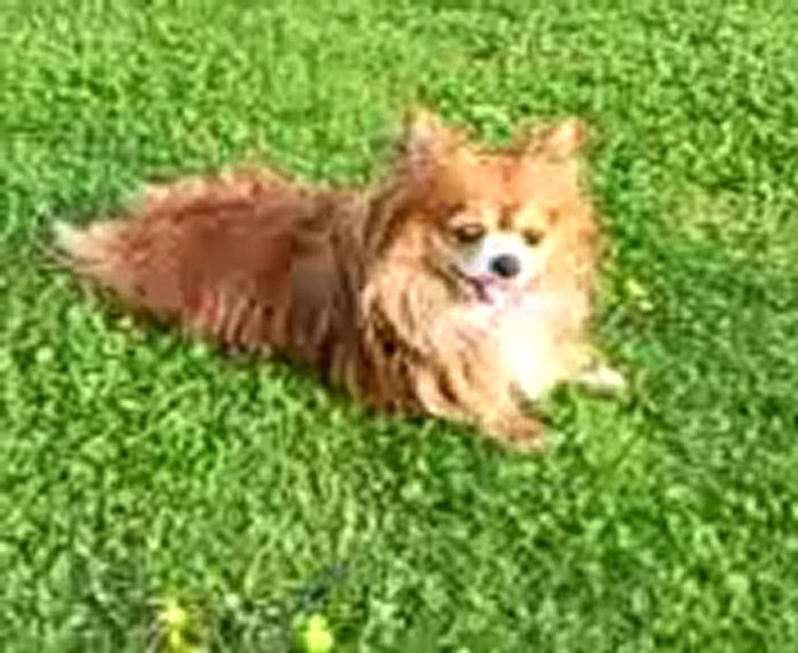 Muffin   Free at last