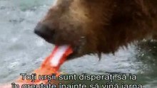 Wild Bears (4)