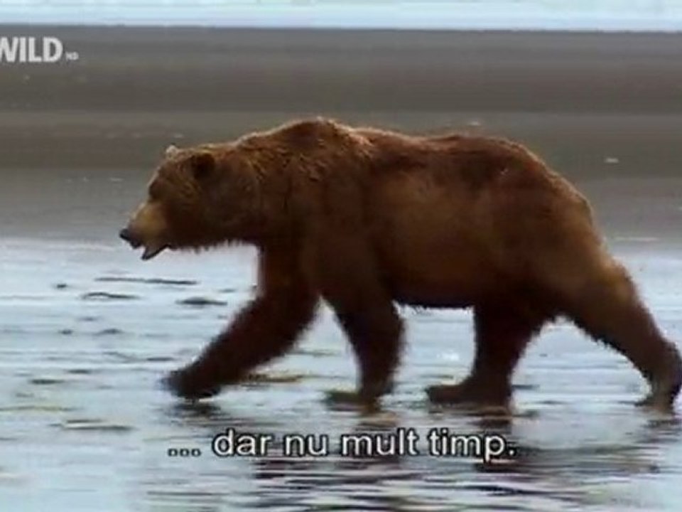 Wild Bears (5)