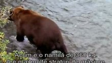 Wild Bears (6)