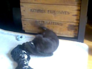 faya s'acharne ! février 2010