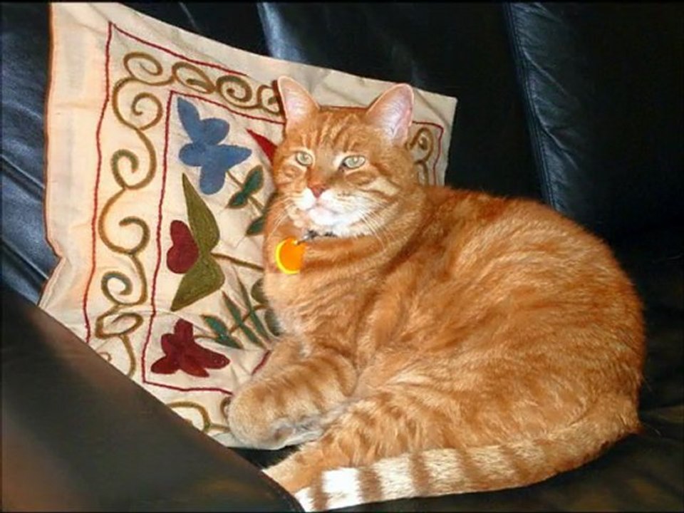 Ben beni / Yeşim Salkım