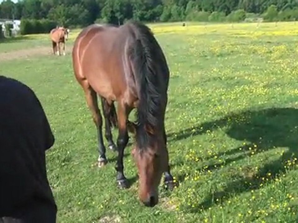 07.05.2011. Deuxième séance de douche pour Tiloa (g)
