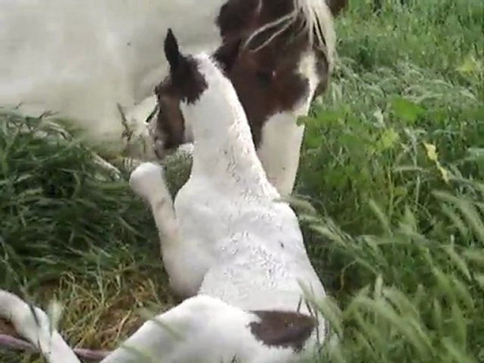 naissance d'un poulain