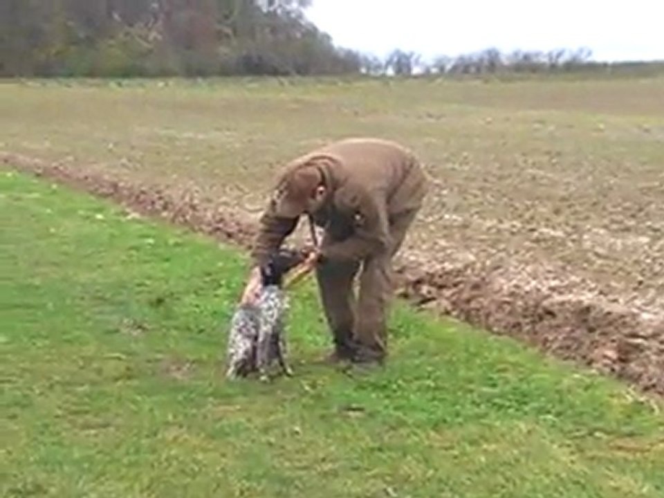 APPRENTISSAGE ORDRE "ASSIS" CHIENS 2