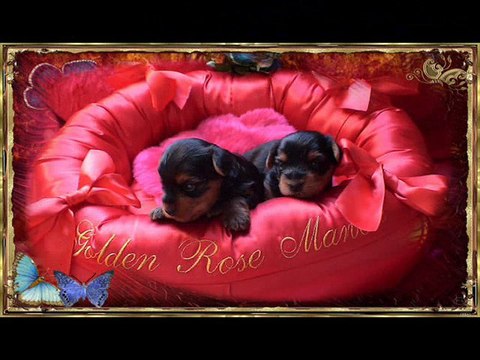 Les Bébés du Golden Rose Manor