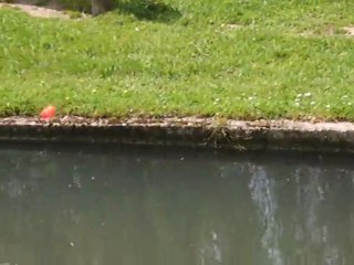 La pêche d'une truite