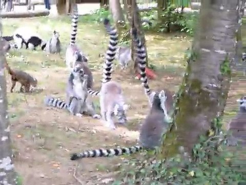 Avril 2011 Vallée singes enclos singes