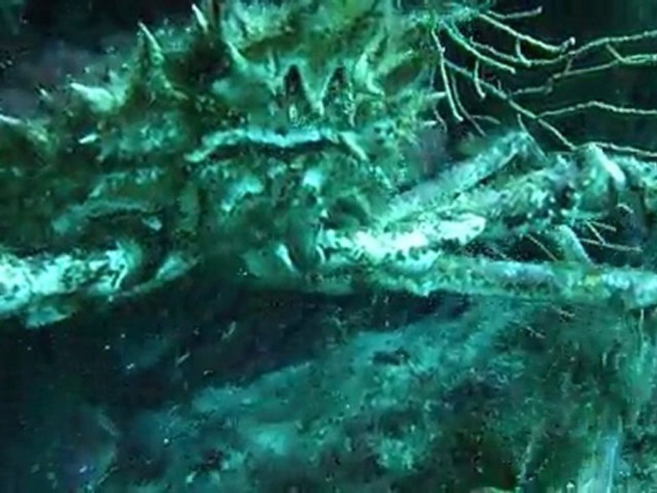 Araignée