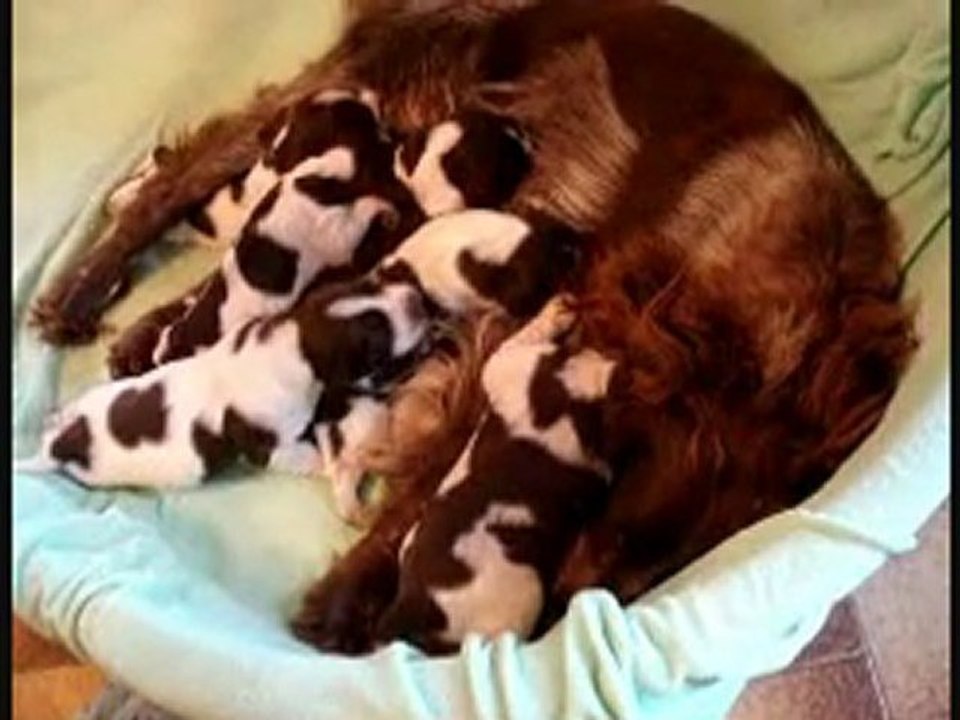 EMERAUDE AVEC SES CHIOTS DE DEUX SEMAINE