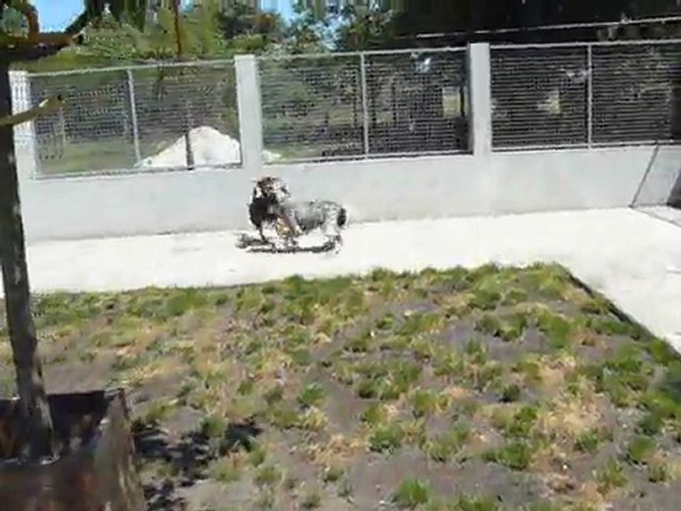 Vacances à la pension canine le Chenil Bellevue 33700 MERIGNAC