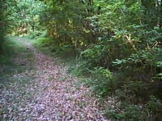 Sanglier débiné au saut du chemin