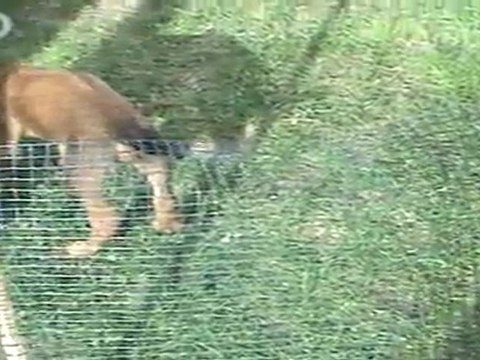 Chiots rhodesian sous le soleil de Bretagne 1