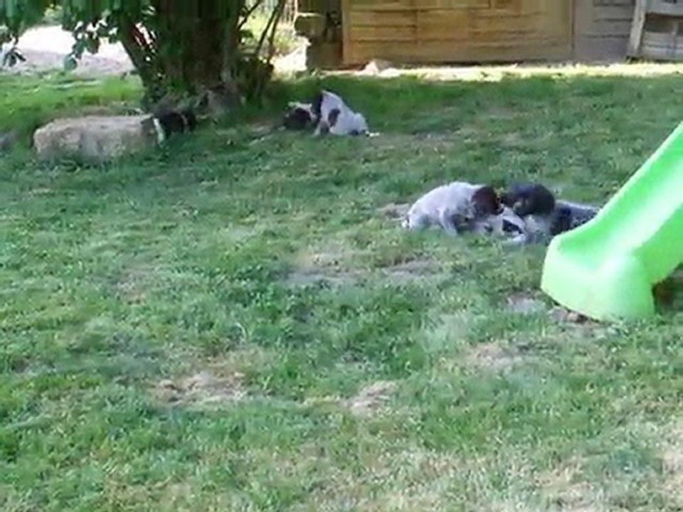 Chiots Braque Allemand/Drahthaar/Petit Epagneul de Münster