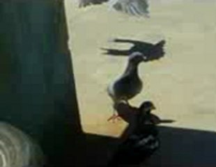 şanlıurfadan doğan polatın filo kuşları guvercinrehberi.com