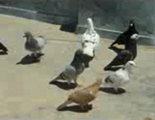 şanlıurfadan doğan polatın filo kuşları 2  guvercinrehberi.com