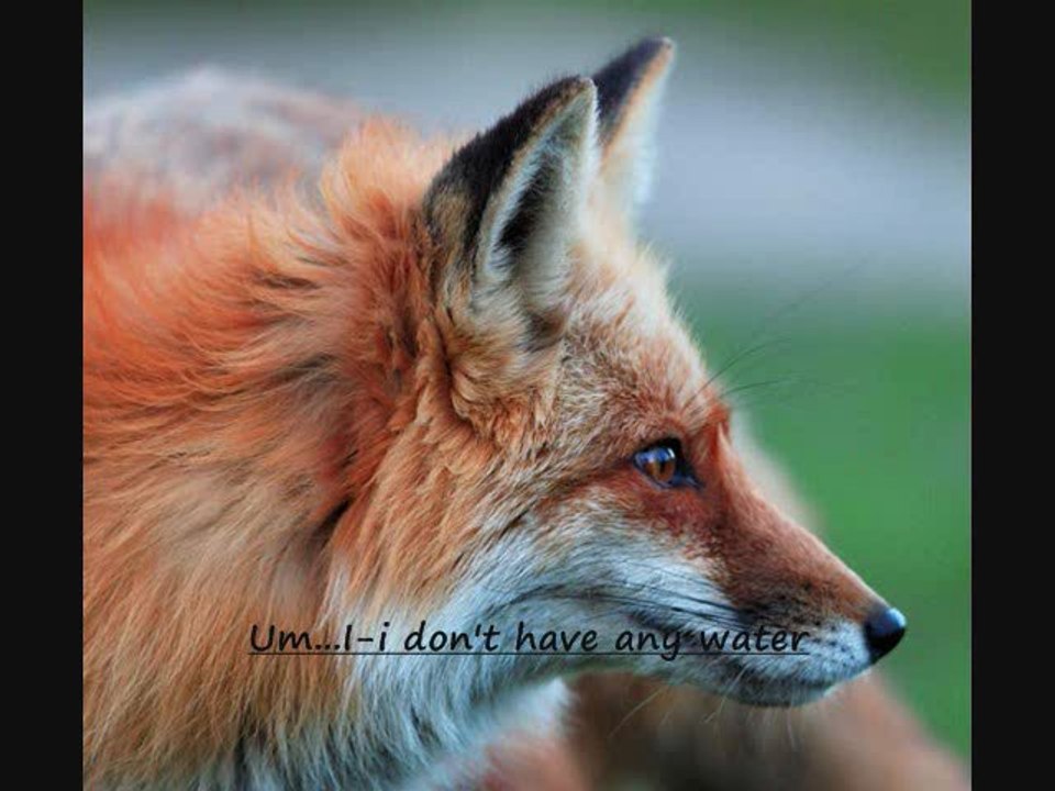 My one true love FOXES!