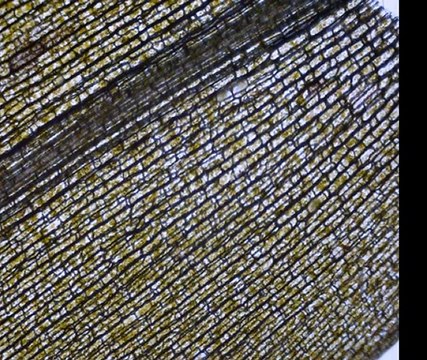 Observation d'une feuille d'Elodée au microscope