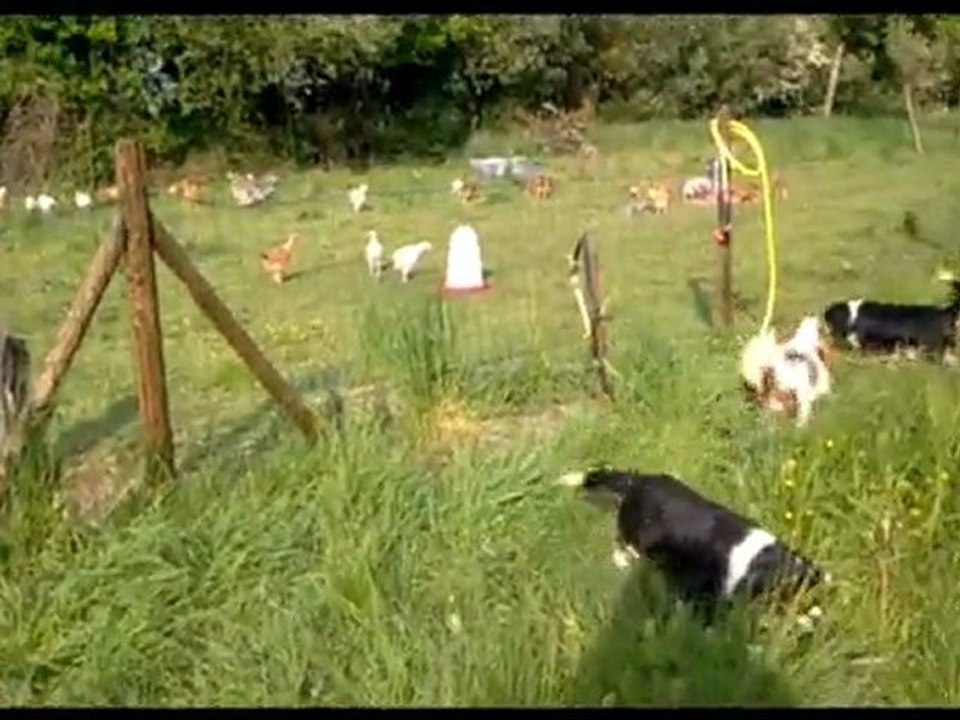 Forest et les poules
