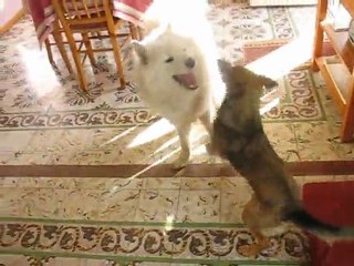 Dogs Battle