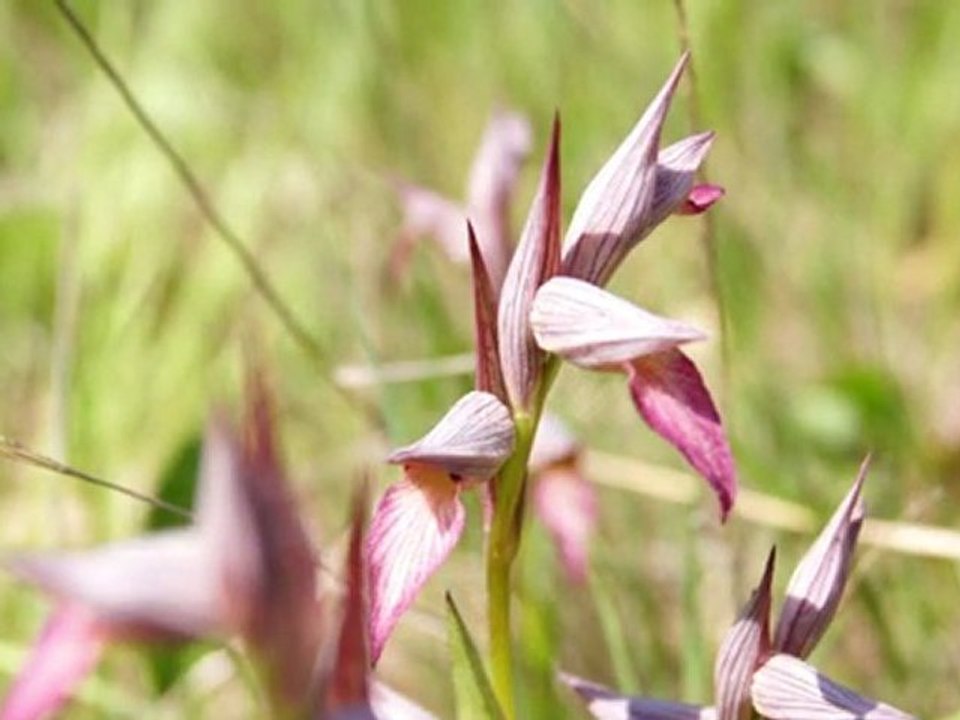 Balade florale "Du jardin aux orchidées des Mayons"