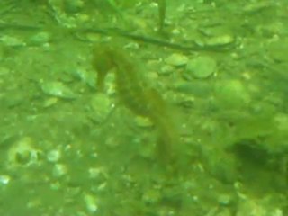 hippocampe enceint à Thau