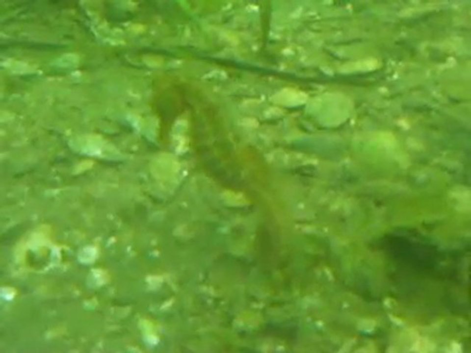 hippocampe enceint à Thau