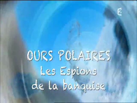 Ours polaires, les espions de la glace (1)