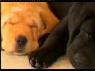 Perros para sordos (Perros señal)