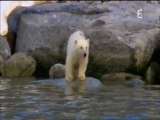 Ours polaires, les espions de la glace (2)