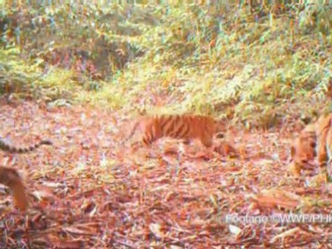 Rare tigers stage a comeback