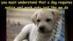 Dog Training - Stop Dog Barking Habit in Your Dog