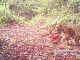 Appel du WWF à protéger des tigres rares filmés en Indonésie