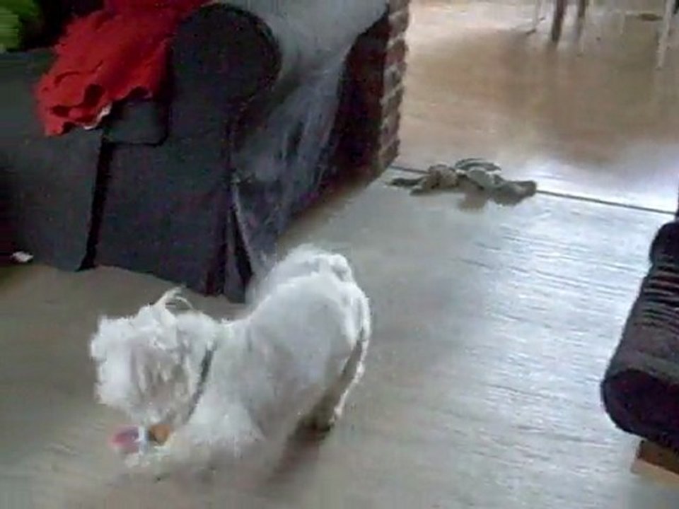 Cannelle et Sam : Sam qui s'amuse