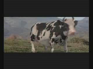 baston Jetli avec une vache