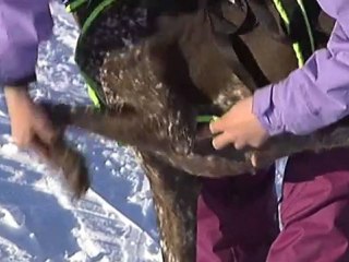 Djuraffär Kiruna Björkis Hundcenter